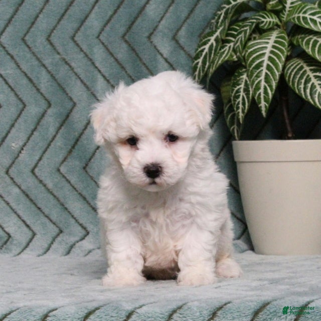 Bichon Frise dogs Jaxon - Ad 1