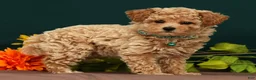 Toy Poodle dogs for sale: Quinsy - Ad 2