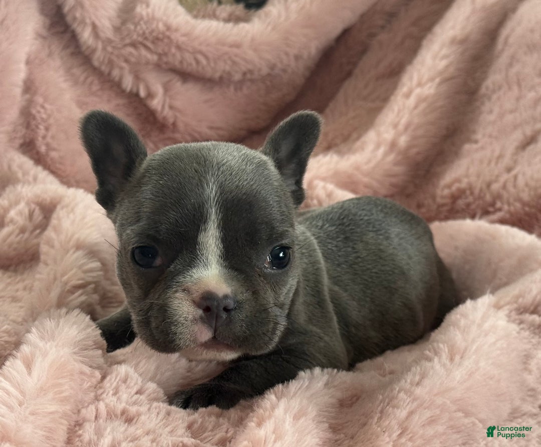 French Bulldog dogs for sale: Winnie - Ad 2