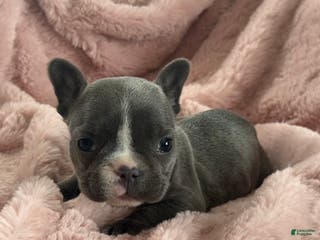French Bulldog dogs Winnie - Ad 27