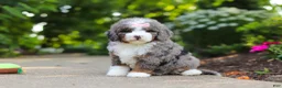 Mini Bernedoodle dogs for sale: Remi - Ad 3
