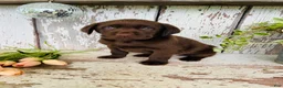 Labrador Retriever dogs for sale: Tucker - Ad 5