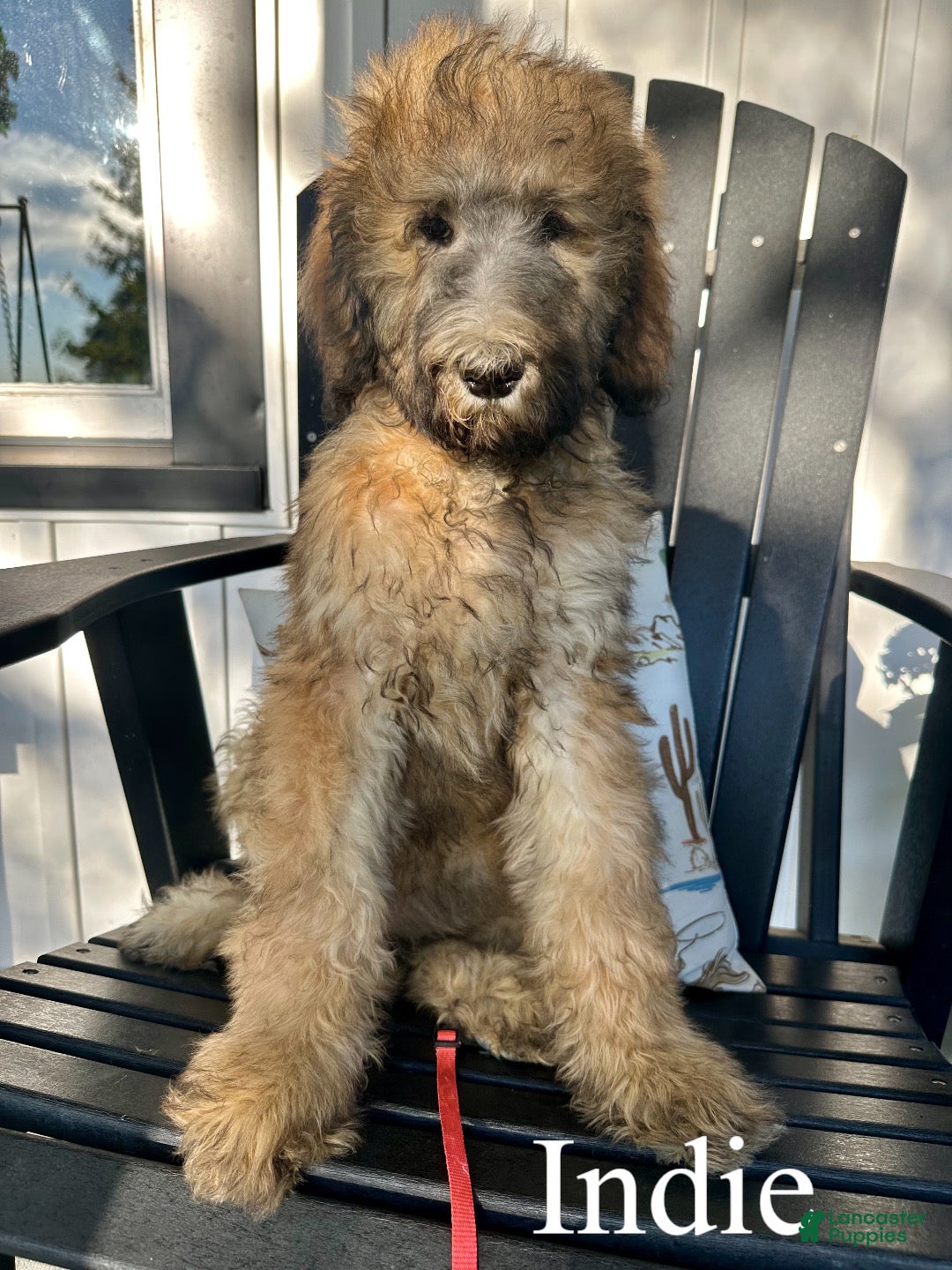 Standard Poodle dogs Indie - Ad 1