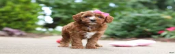 Cavapoo dogs for sale: Autumn - Ad 8