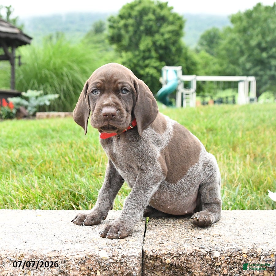 German Shorthaired Pointer dogs Hope - Ad 2