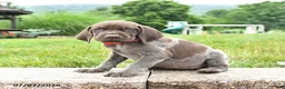 German Shorthaired Pointer dogs for sale: Hope - Ad 2