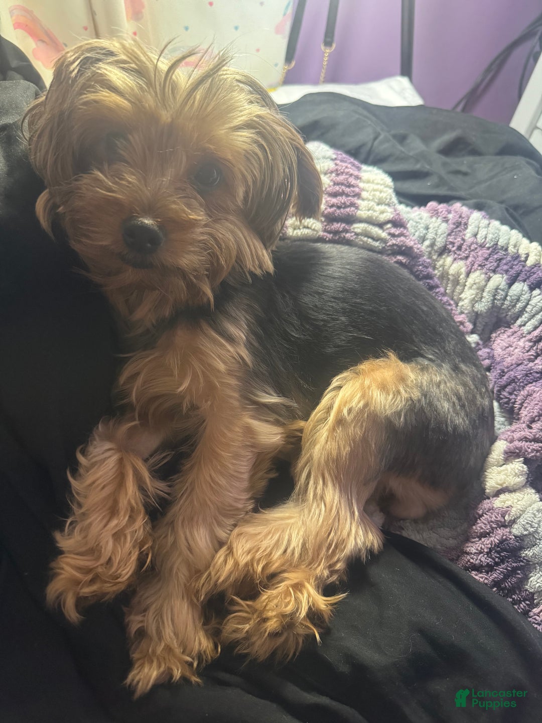 Yorkshire Terrier dogs for sale: Kyro - Ad 4