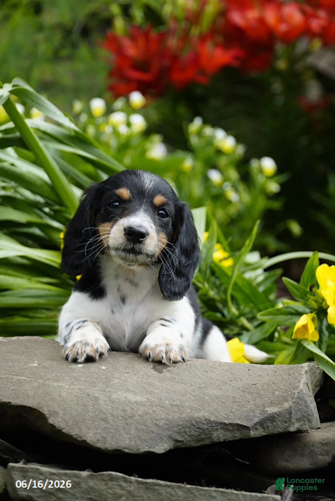 Miniature Dachshund dogs for sale: Domino - Ad 1