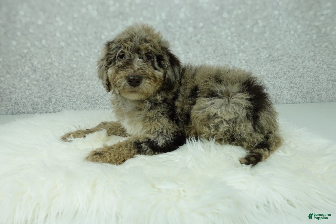 Newfypoo dogs for sale: Tucker - Ad 1