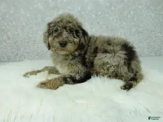 Newfypoo dogs Tucker - Ad 6