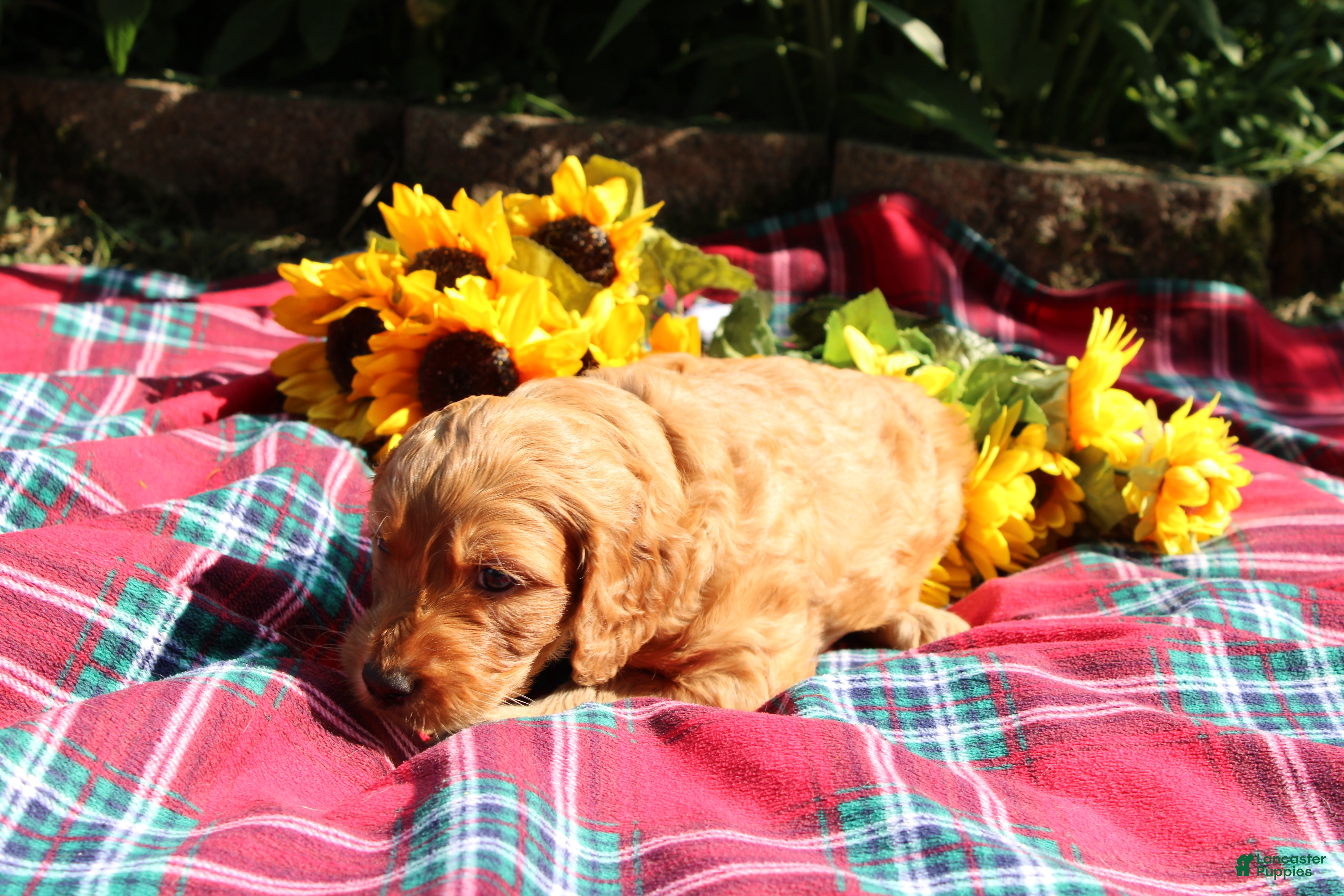 Mixed Breed dogs Simon- Irish Goldendoodle  - Ad 2