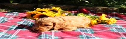 Mixed Breed dogs for sale: Simon- Irish Goldendoodle  - Ad 2