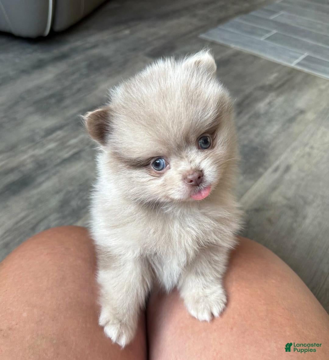 Pomeranian Lavender Lavender Merle Pomeranian Chocolate Merle