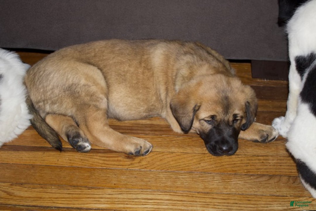 Mixed Breed dogs for sale: Charlie - Ad 2