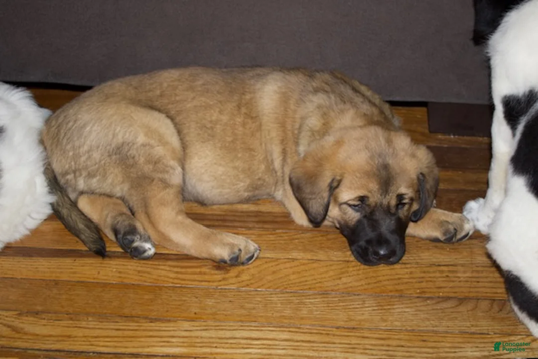 Mixed Breed dogs for sale: Charlie - Ad 2