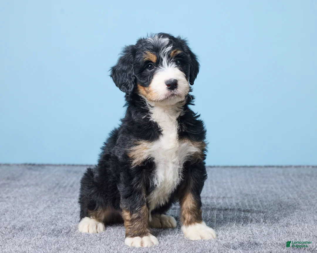 Bernedoodle dogs for sale: Heidi - Ad 2