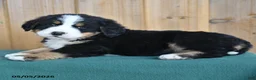 Bernese Mountain Dog dogs for sale: Pepper - Ad 3
