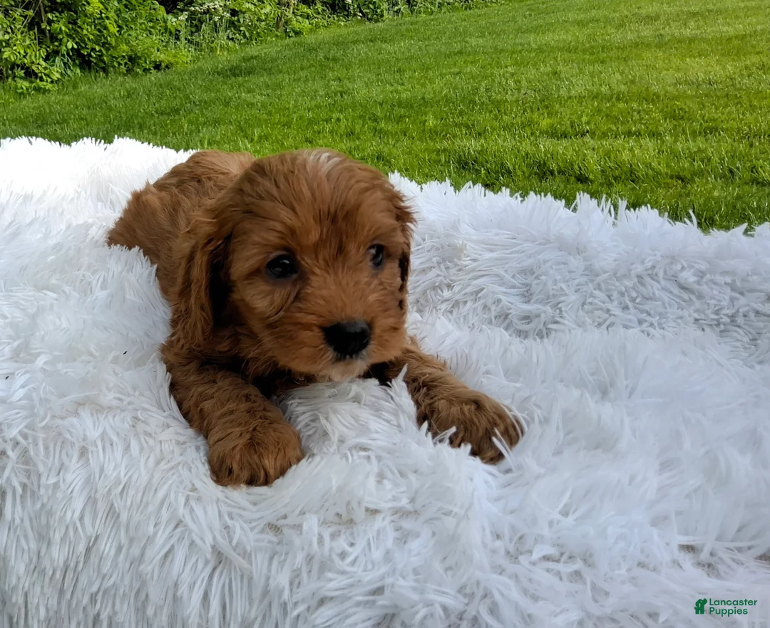 Cavapoo dogs for sale: Percy  - Ad 2
