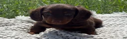Miniature Dachshund dogs for sale: Garrett - Ad 4