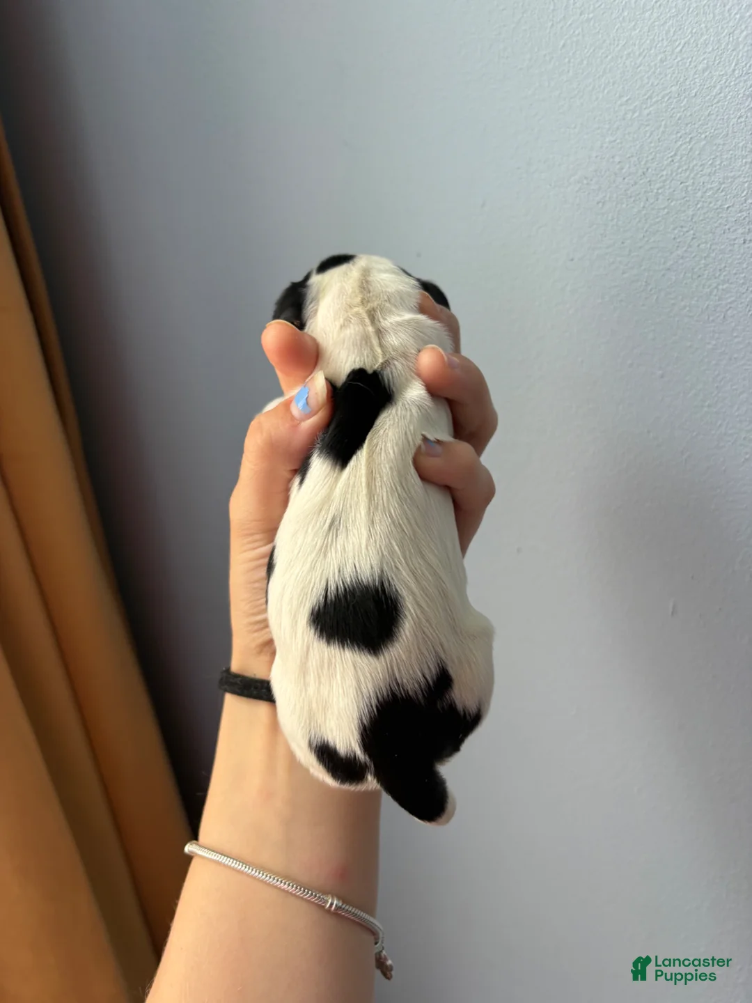 Cocker Spaniel dogs for sale: Marlee  - Ad 2