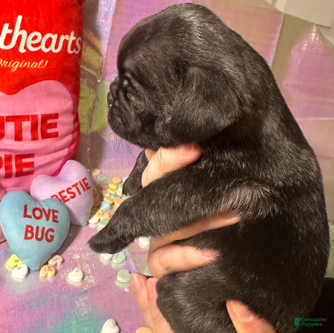 Pug dogs for sale: Reese - Ad 4