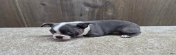 Boston Terrier dogs for sale: Smokey - Ad 3