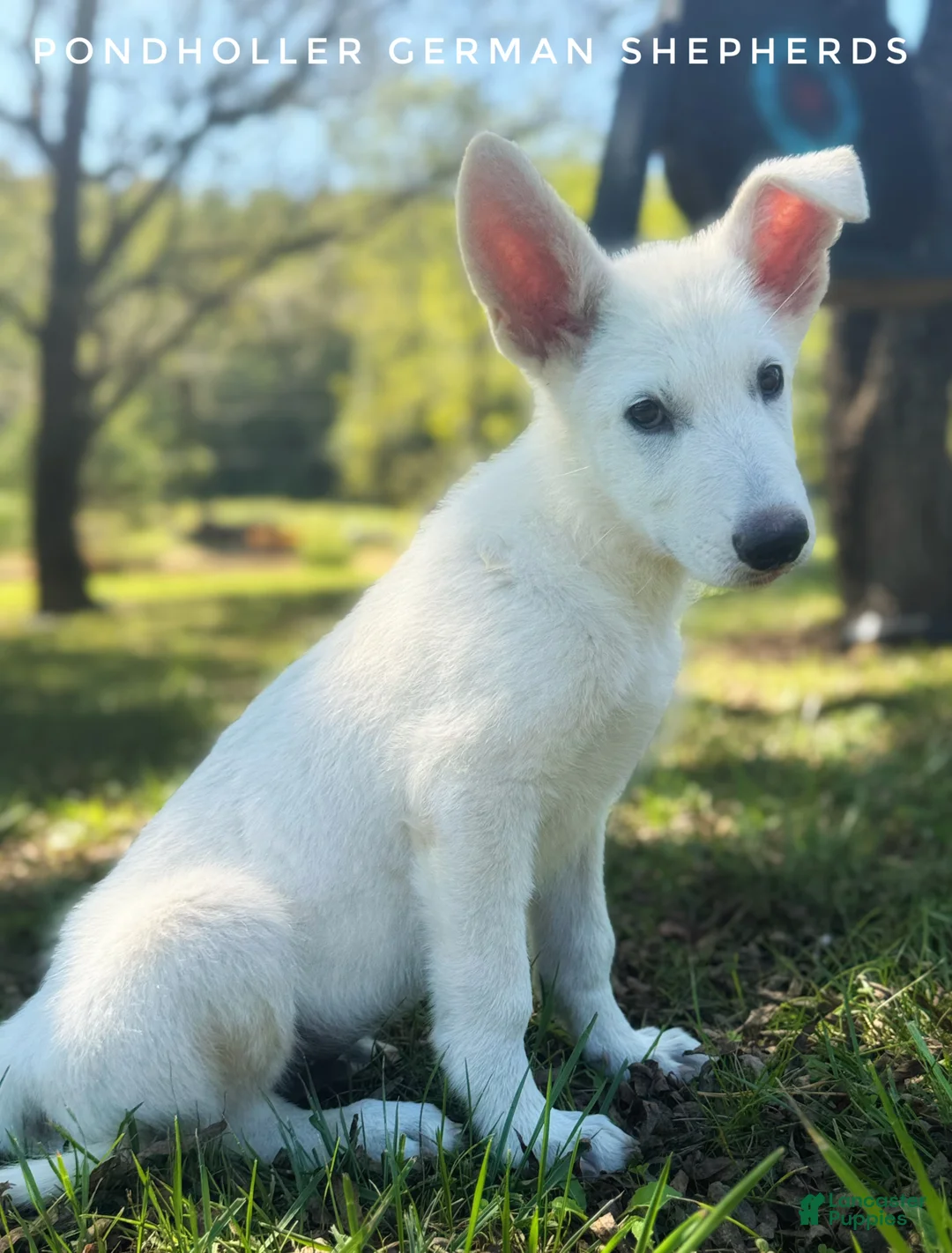 German Shepherd dogs for sale: German Shepherd 1 - Ad 2