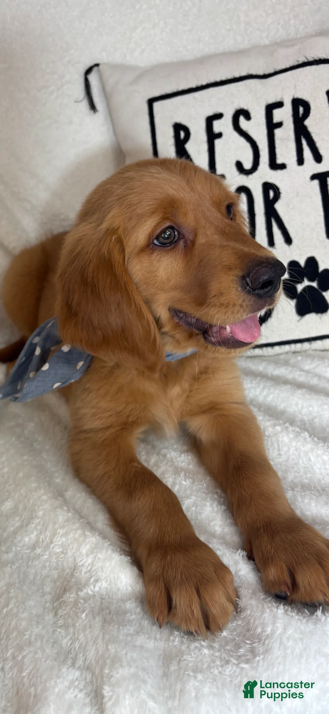 Golden Retriever dogs for sale: Gismo - Ad 5