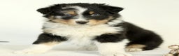 Australian Shepherd dogs for sale: George  - Ad 3