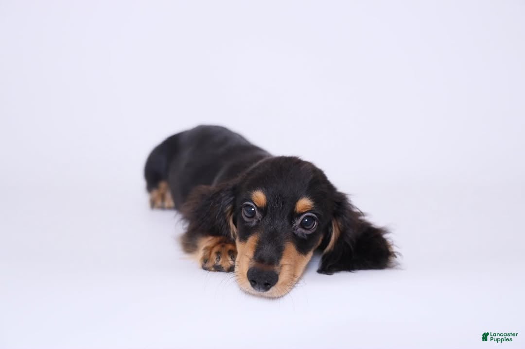 Miniature Dachshund dogs Miniature Dachshund Puppy 2 - Ad 19
