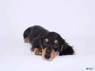 Miniature Dachshund dogs Miniature Dachshund Puppy 2 - Ad 11