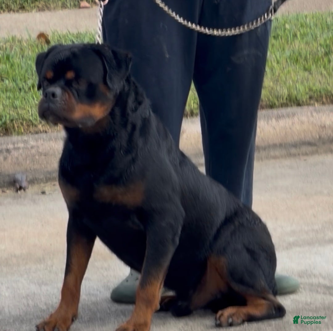 Rottweiler dogs for sale: Rottweiler Puppy 2 - Ad 3