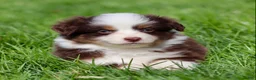 Miniature Australian Shepherd dogs for sale: Jay - Ad 5