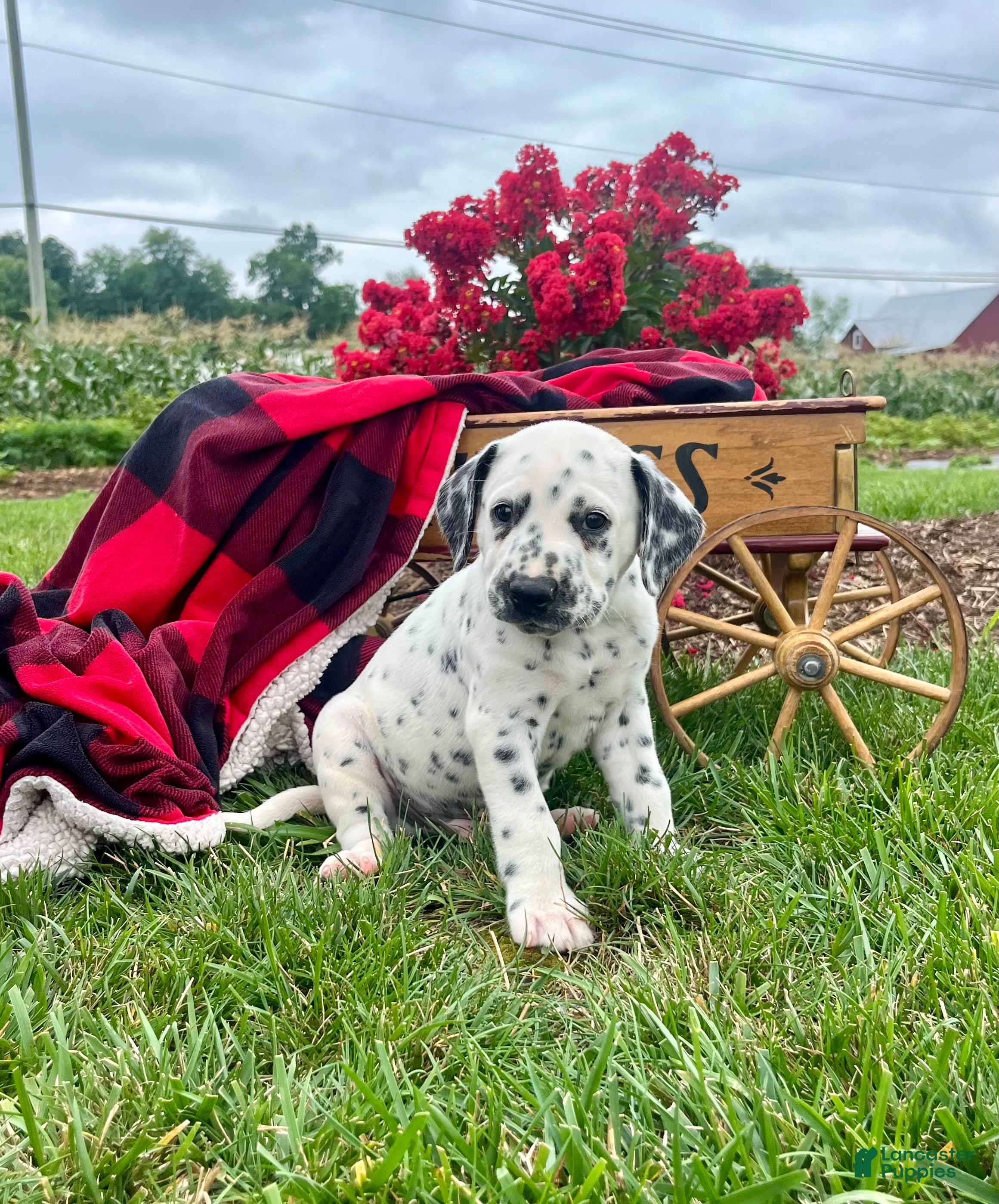 Dalmatian dogs Stuart❤️AKC Registered🐾Text or Call - Ad 1