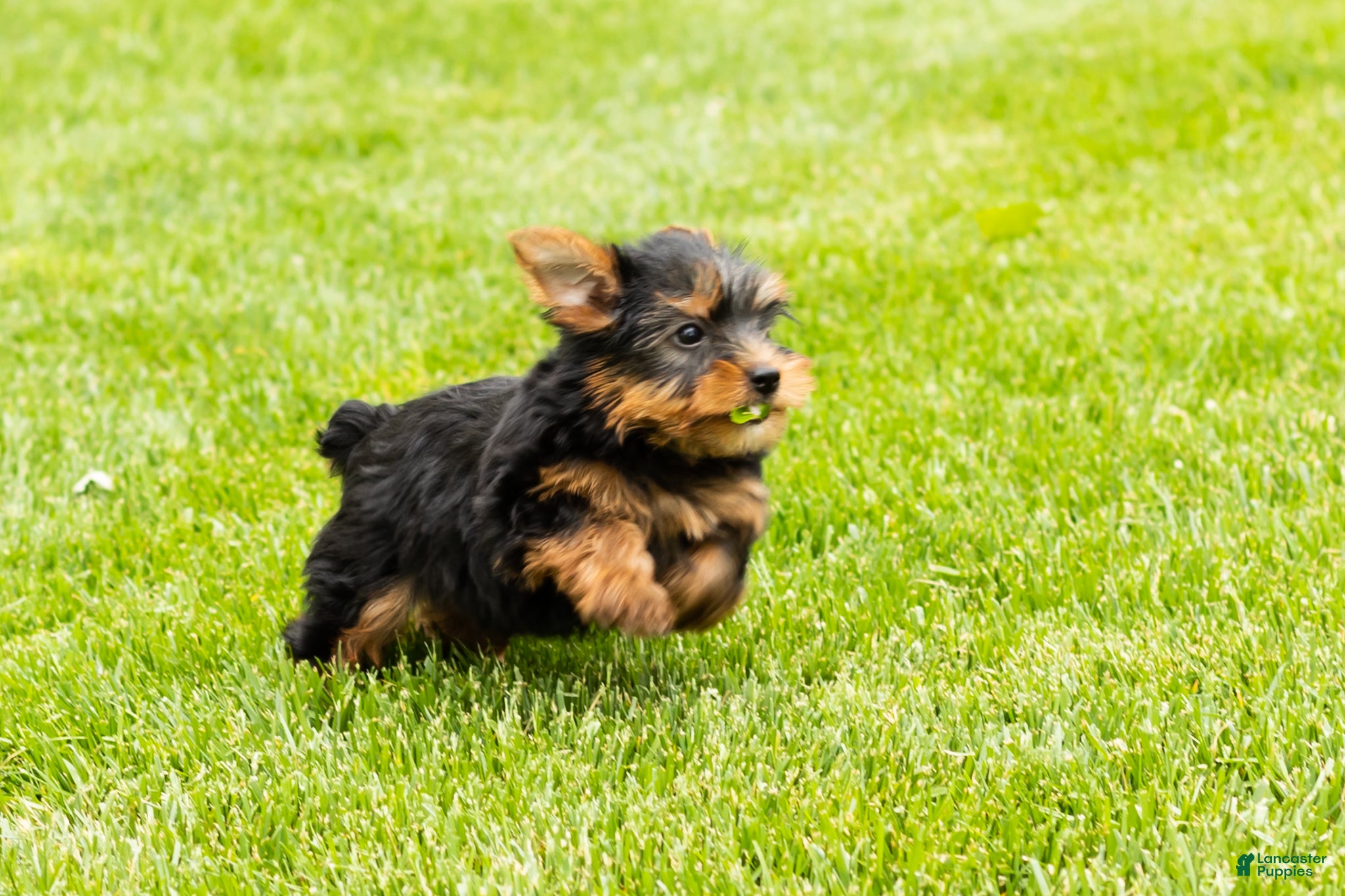 Yorkshire Terrier dogs for sale: Marty  - Ad 5