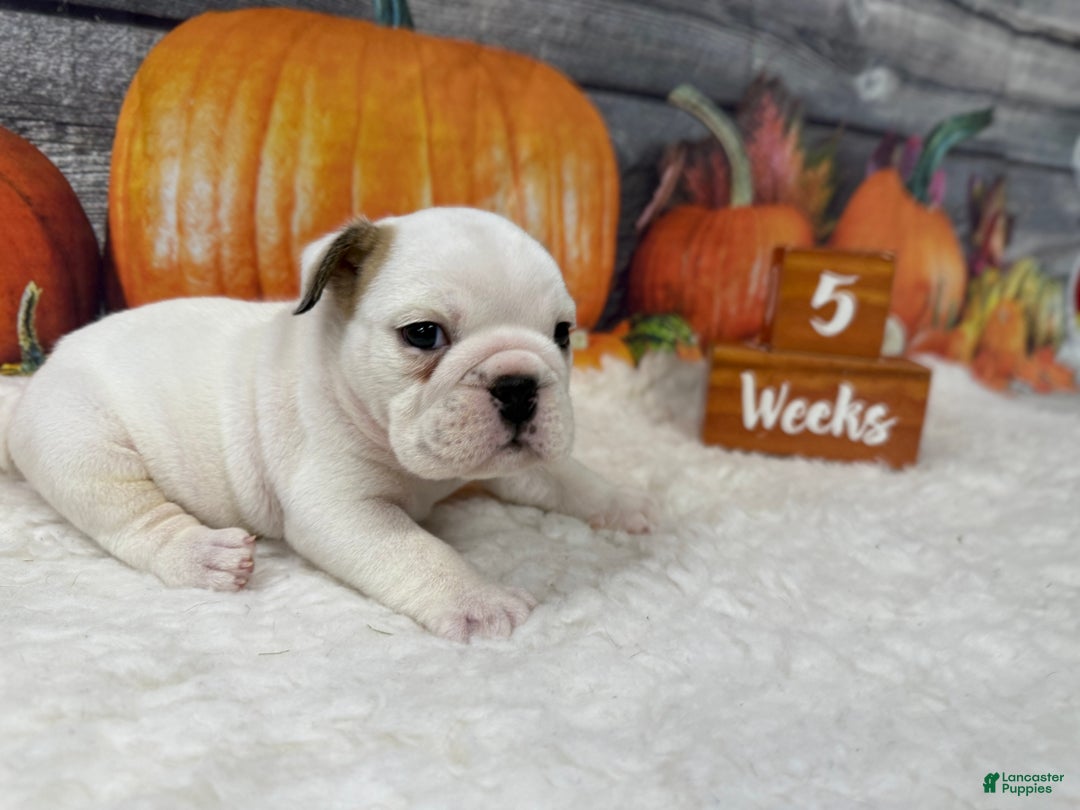 English Bulldog dogs for sale: Bruno - Ad 4