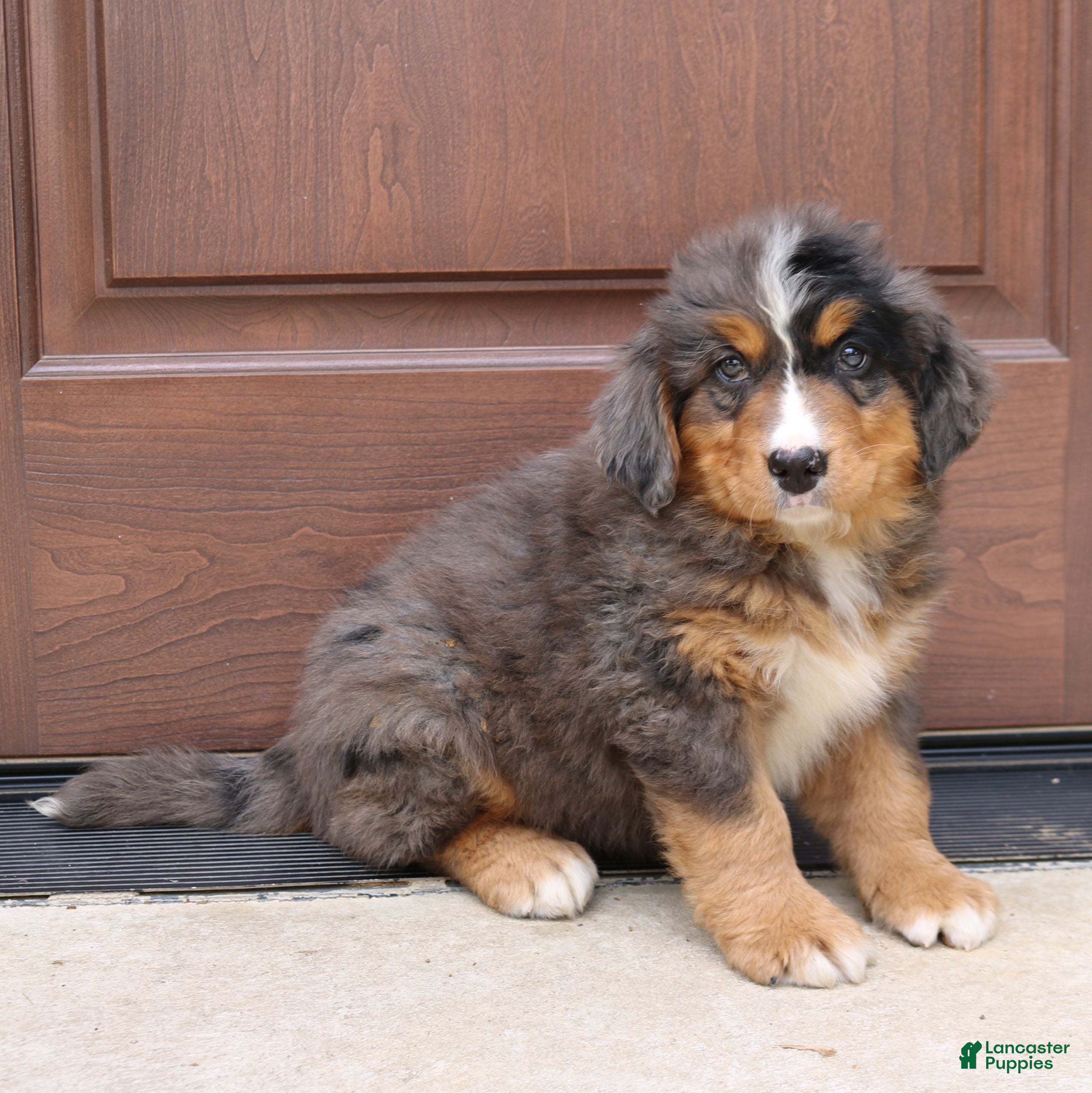 Bernedoodle dogs Chloe  - Ad 2