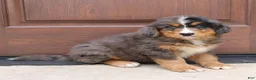 Bernedoodle dogs for sale: Chloe  - Ad 2