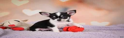 Chihuahua dogs for sale: MAPLE - Ad 6