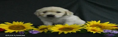 Benji