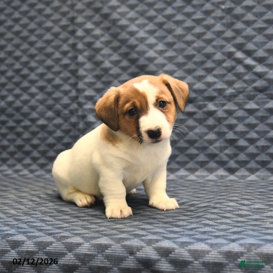 Jack Russell Terrier dogs Nate - Ad 2