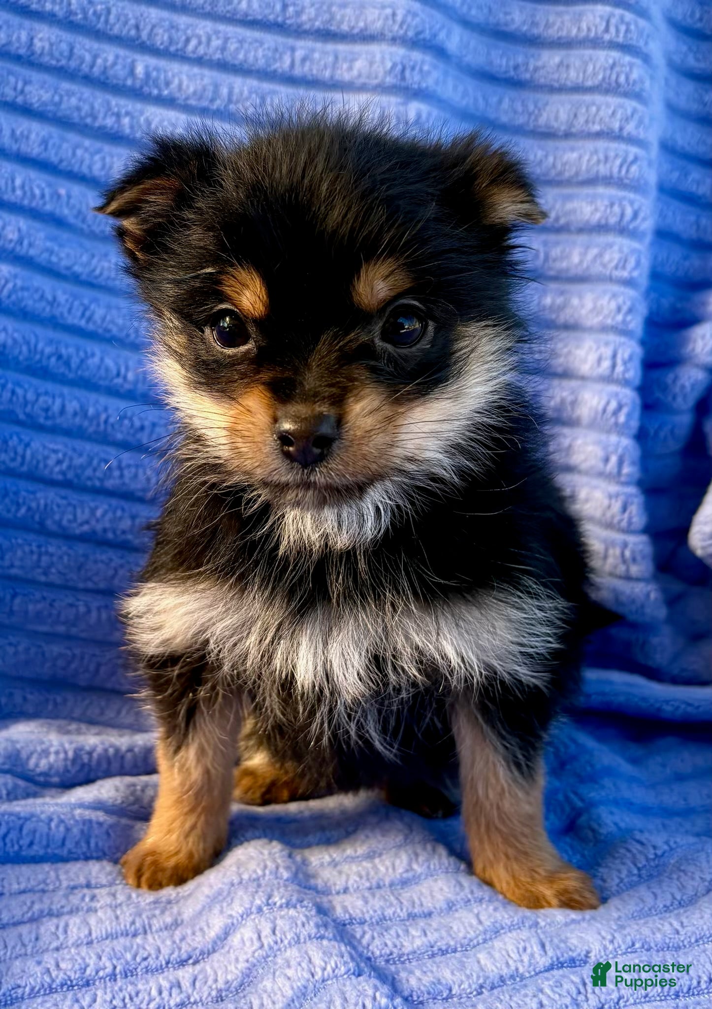 Mixed Breed dogs Yorky Pomeranian - Ad 1