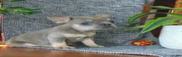 French Bulldog dogs for sale: Milly - Ad 7