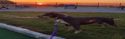 American Bully dogs for sale: Dream - Ad 4