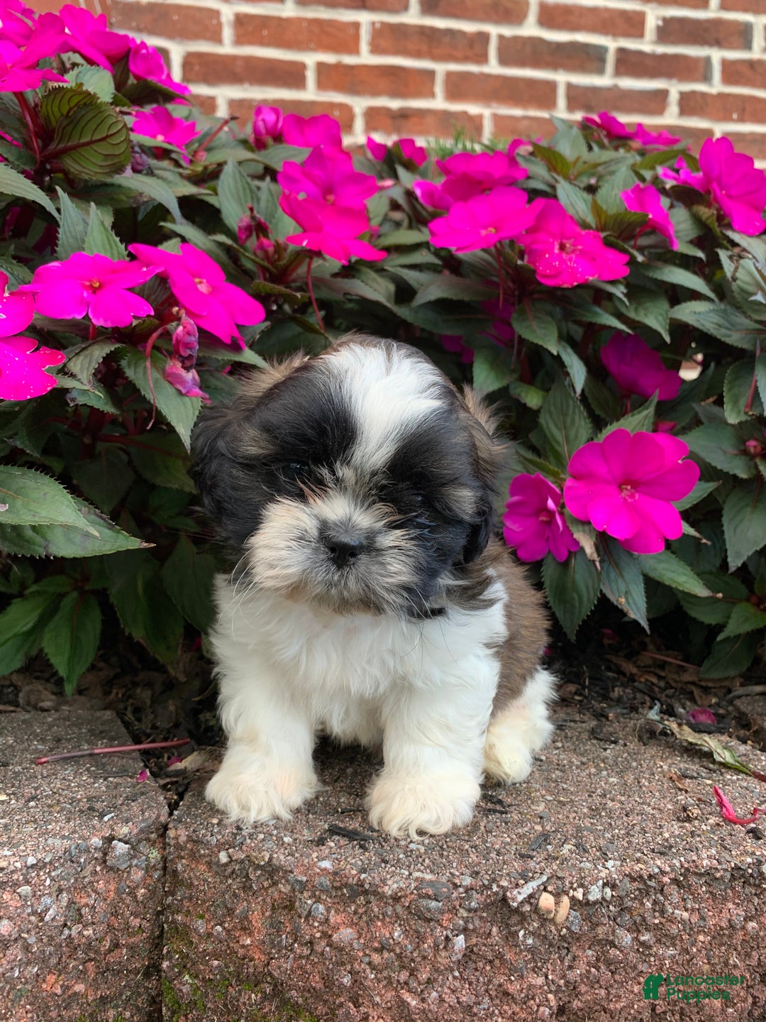 Shih Tzu dogs for sale: Archie - Ad 8
