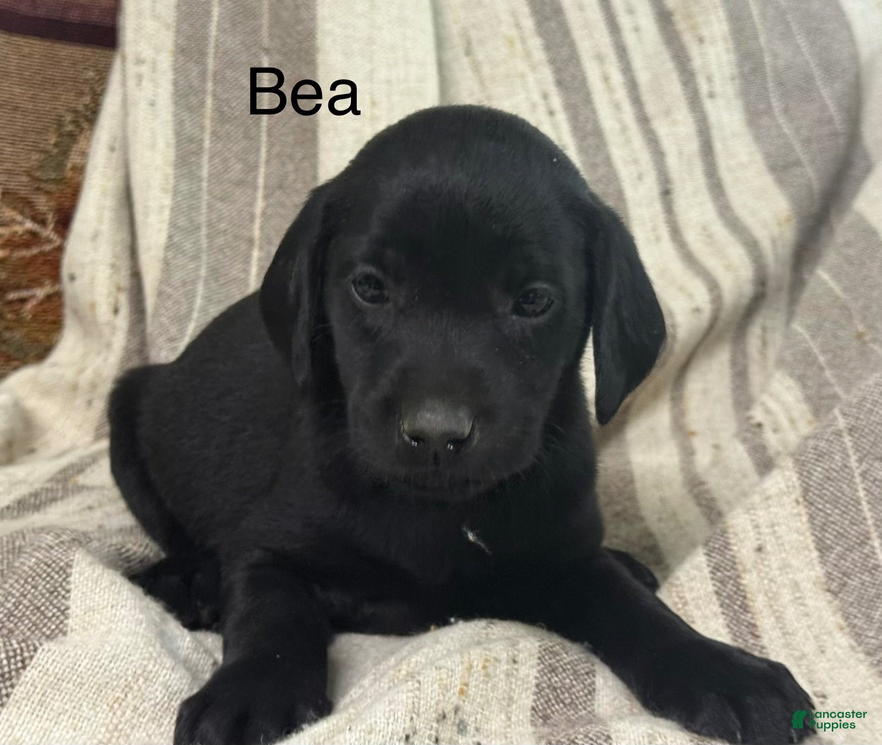 Labrador Retriever dogs Bea - Ad 1