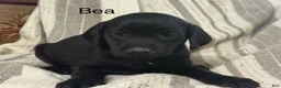 Labrador Retriever dogs for sale: Bea - Ad 1