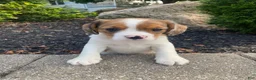 Mixed Breed dogs for sale: Tiffany - Ad 3