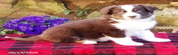 Australian Shepherd dogs for sale: Bluff - Ad 1