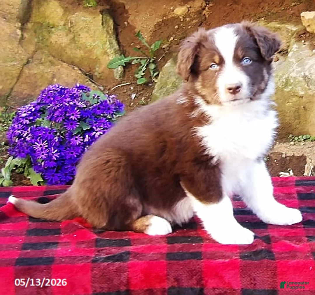 Australian Shepherd dogs for sale: Bluff - Ad 1